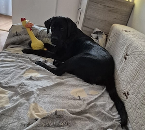 Laborator retriever - imagine 4