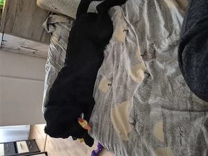 Laborator retriever - imagine 3