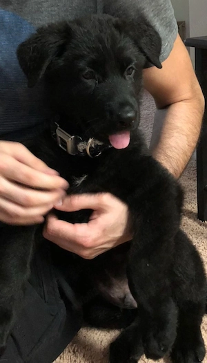 Ciobănesc german negru 