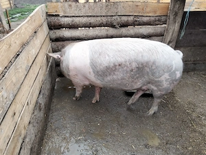 vand porc  - imagine 3