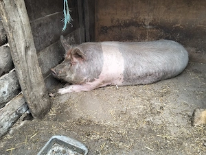 vand porc  - imagine 2