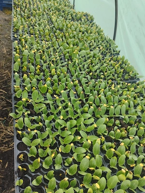 Răsad dovlecel Ardendo F1 