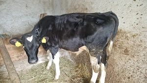 Vând tăuraș aprox. 230 kg - imagine 3