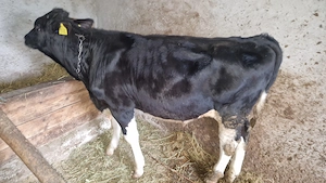 Vând tăuraș aprox. 230 kg - imagine 2