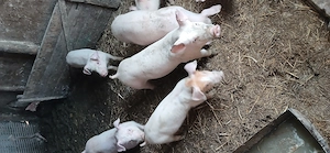 vând scrofite , 30 35 kg    - imagine 1