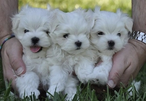 Bichon maltez  mini toy