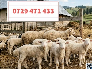 Miei vii și carne de miel   20 lei kg