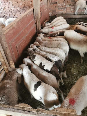 Vând miei grași între 14 și 25kg