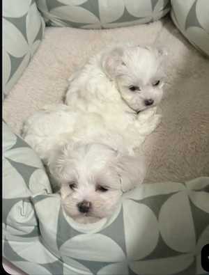 Pui de Bichon maltez mini
