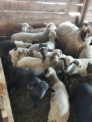 Vând miei grași între 14 și 25kg - imagine 2