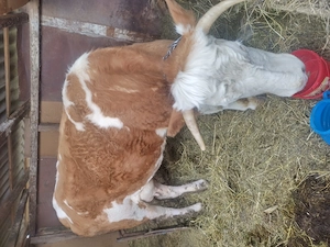 Vaca Juninca cu lapte montata de 3 luni  - imagine 3