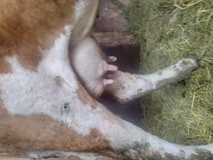 Vaca Juninca cu lapte montata de 3 luni  - imagine 4