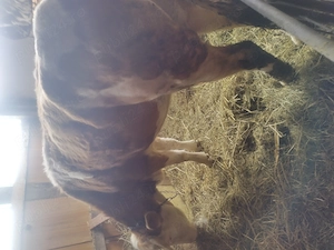 Vaca Juninca cu lapte montata de 3 luni  - imagine 2