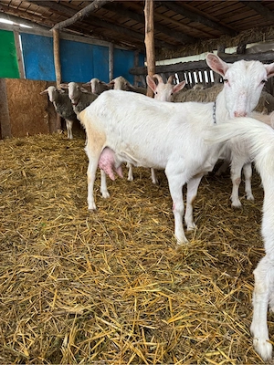 vand capre foarte bune de lapte - imagine 3