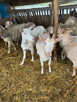 vand capre foarte bune de lapte - imagine 4