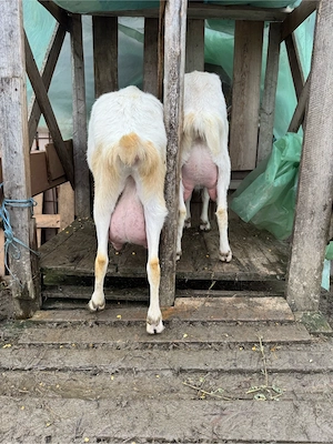 vand capre foarte bune de lapte