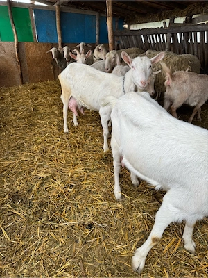 vand capre foarte bune de lapte - imagine 2