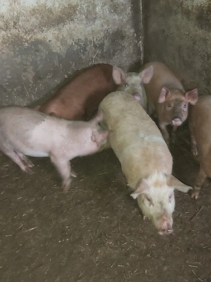 Vând purcei!!!!!!!!!! - imagine 3