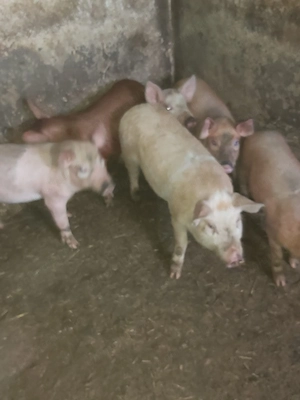 Vând purcei!!!!!!!!!! - imagine 4