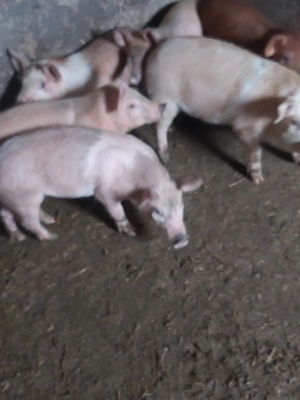 Vând purcei!!!!!!!!!! - imagine 2