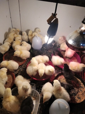 16 pui rasa de gaini La Bresse -caviarul gainilor