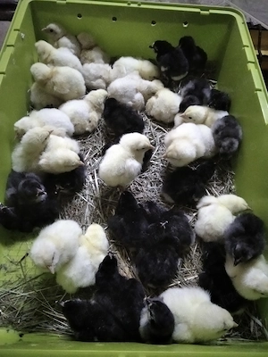 16 pui rasa de gaini La Bresse -caviarul gainilor - imagine 2