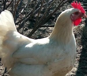 16 pui rasa de gaini La Bresse -caviarul gainilor - imagine 3