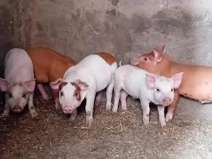 Vând porci și purcei rasa de carne 