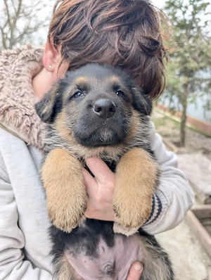 Pui Ciobanesc German