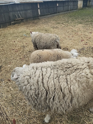 De vinzare - imagine 2