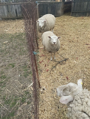 De vinzare - imagine 3