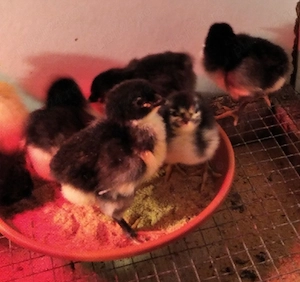 14 pui Jersey Giant -uriasul american - imagine 3