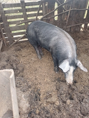 de vinzare o scrofita