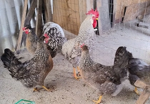 familie 5+1 Cream Legbar 2025