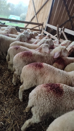 Vând berbecuți assaf - imagine 2