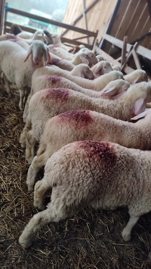 Vând berbecuți assaf