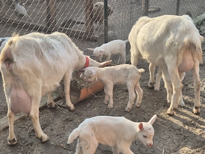 Tapisor anglonubian si saanen - imagine 2