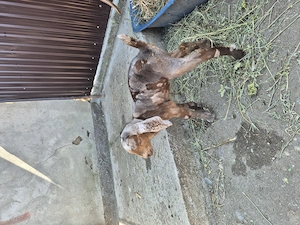 Tapisor anglonubian si saanen