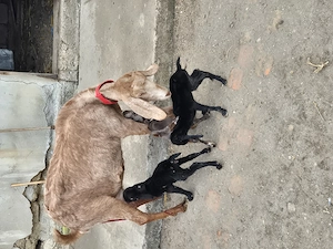 Tapisor anglonubian si saanen - imagine 4