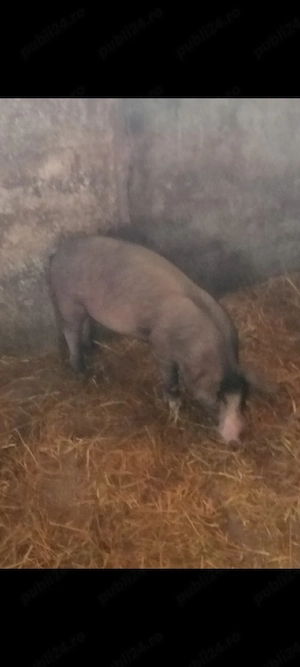 Scrofița Bazna 11 săptămâni