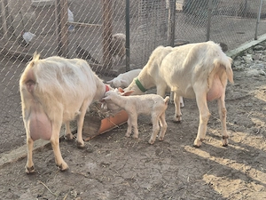 Tapisor anglonubian si saanen - imagine 3