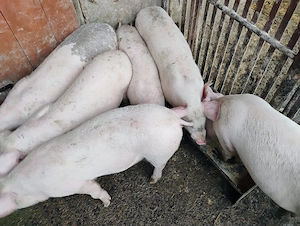 Vand Purcei Marel Alb si Pietrian cu Landrace si Pietrian si Porcii