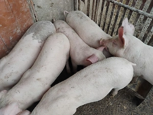 Purcei Marel Alb si Pietrian cu Landrace si Duroc