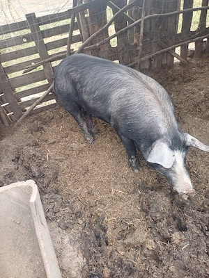 de vinzare o scrofita