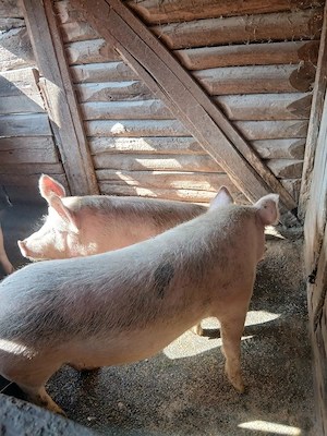 porci de vanzare  - imagine 2