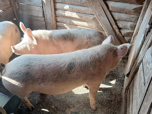 porci de vanzare 