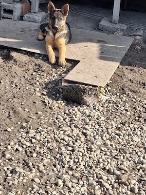 De vinzare femela Ciobanesc German