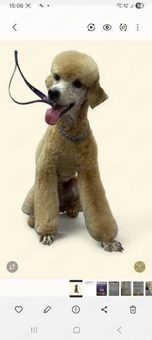 Băiat poodle-caniche roșu  - imagine 2