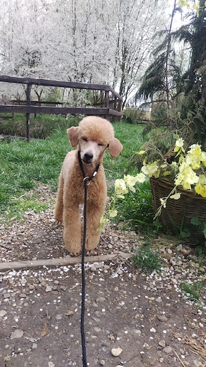 Băiat poodle-caniche roșu  - imagine 4