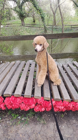Băiat poodle-caniche roșu  - imagine 3